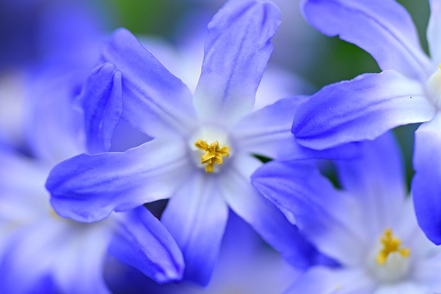 雪的荣耀 Chionodoxa 花 - 上的免费照片