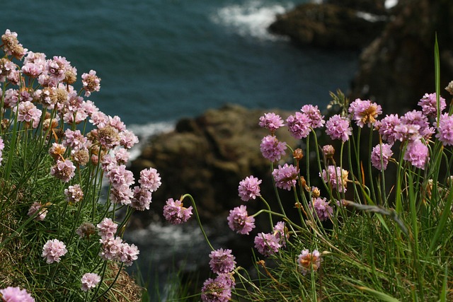 海节俭 花朵 植物 - 上的免费照片