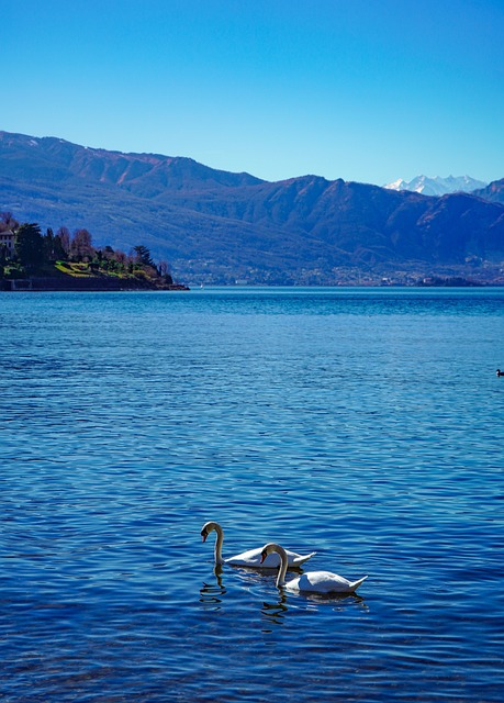 天鹅 针 优雅 - 上的免费照片