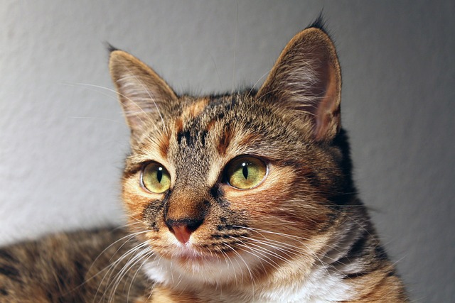 猫 更深 可爱的 - 上的免费照片