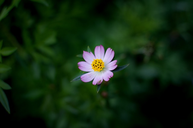 花 美丽的花朵 自然 - 上的免费照片