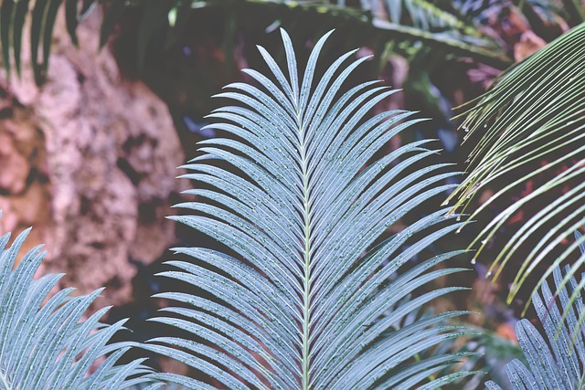 蕨类植物的蕨类植物的叶子 叶 羊齿植物 - 上的免费照片