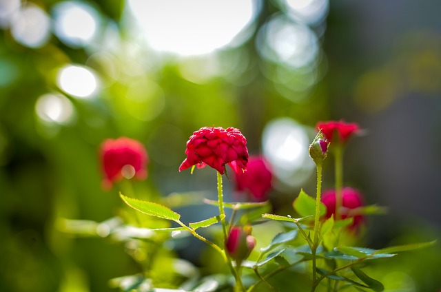 玫瑰 美丽的花朵 标榜 - 上的免费照片