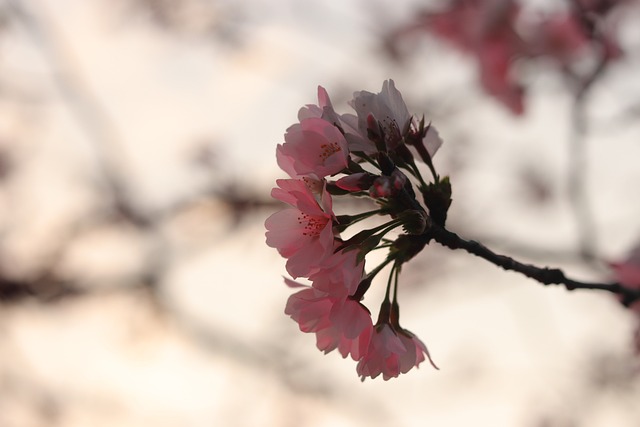 Sakura 樱花 - 上的免费照片