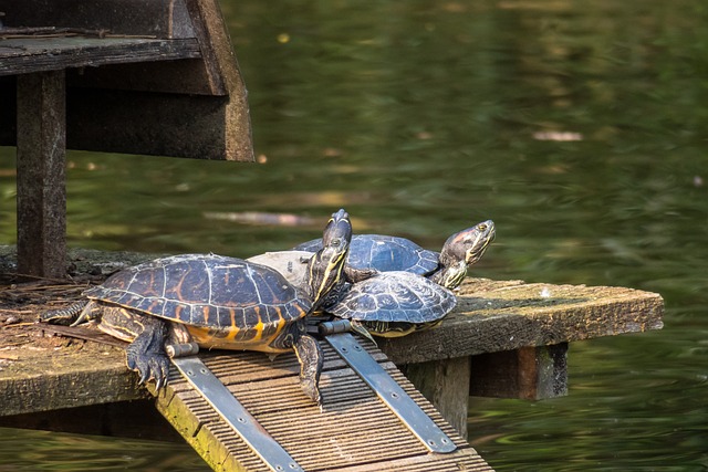乌龟 团体 放松 - 上的免费照片