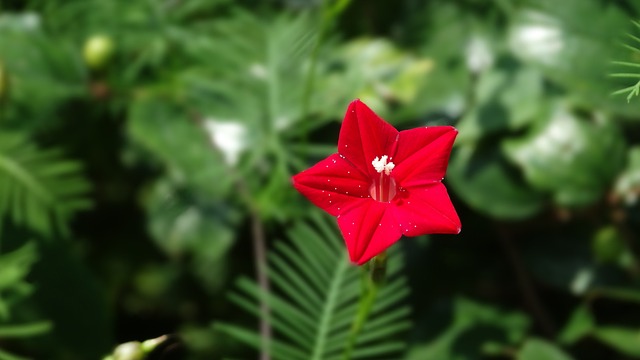 花 红色的 盛开 - 上的免费照片