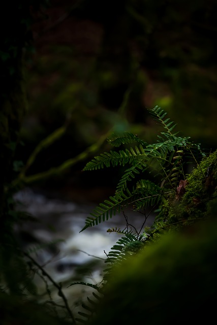 蕨类 自然 绿色 - 上的免费照片