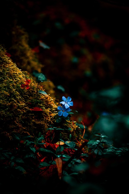 花 自然 绿色 - 上的免费照片