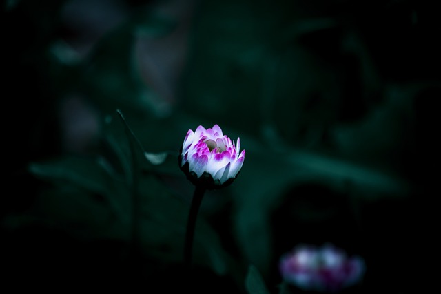 花 自然 绿色 - 上的免费照片