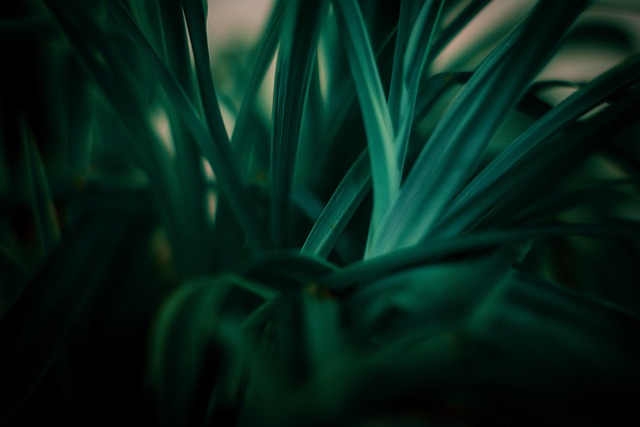 自然 绿色 植物 - 上的免费照片