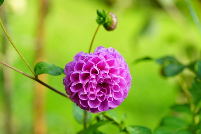 绒球大丽花 大丽花 开花 - 上的免费照片