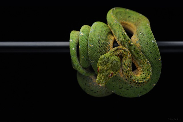 蛇 Python 绿色的蟒蛇 - 上的免费照片