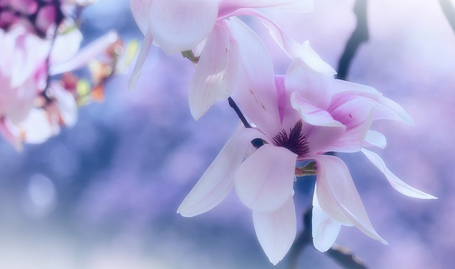 树 木兰 春天 - 上的免费照片