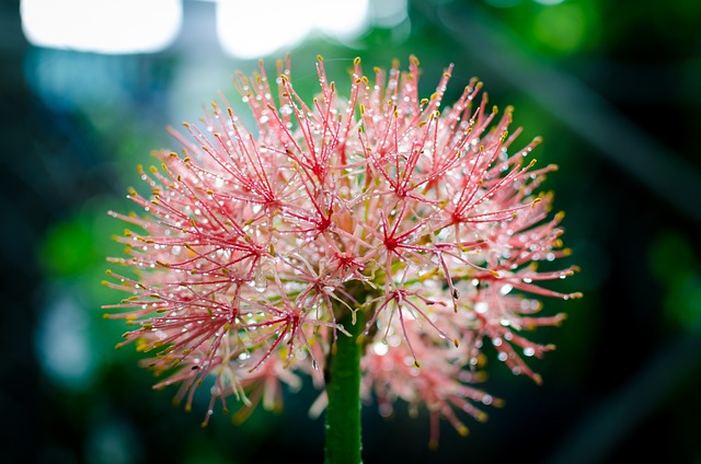 美丽的花朵 花特写 花在阳光下 - 上的免费照片