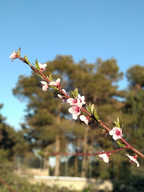 开花 穆尔贾 自然 - 上的免费照片