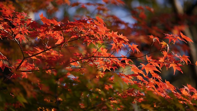 日本 公园 南湖公园 - 上的免费照片