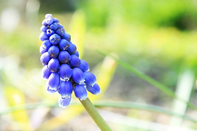 Muscari 花 背景 - 上的免费照片