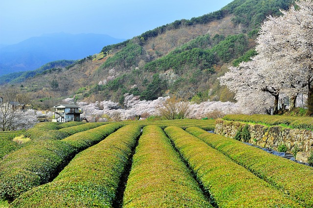 春天 绿色茶园 樱花盛开 - 上的免费照片