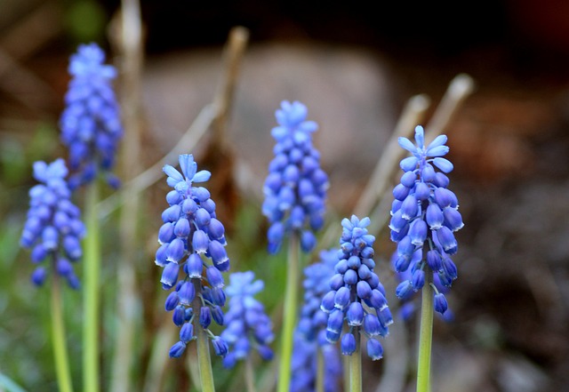蓝宝石 春暖花开 Muscari - 上的免费照片