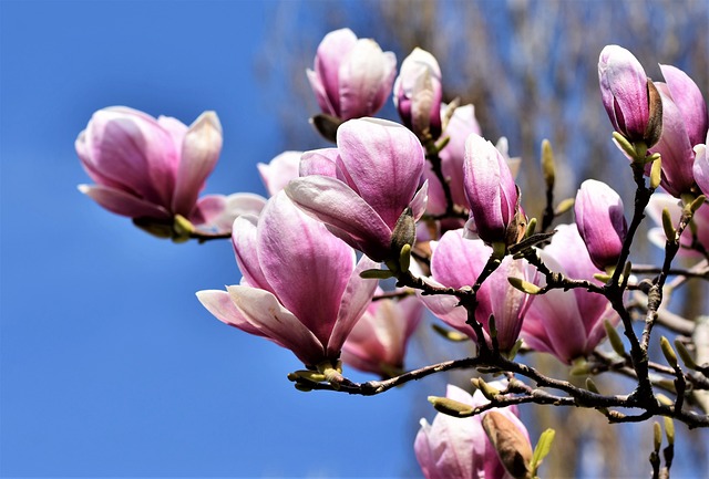 玉兰 白玉兰树 盛开 - 上的免费照片
