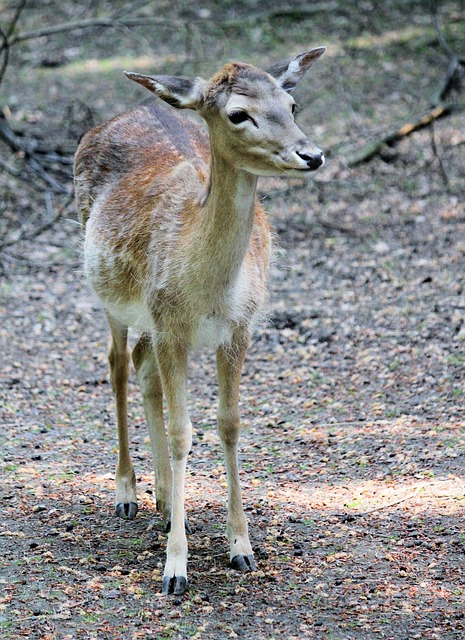 Doe 鹿 女性 - 上的免费照片