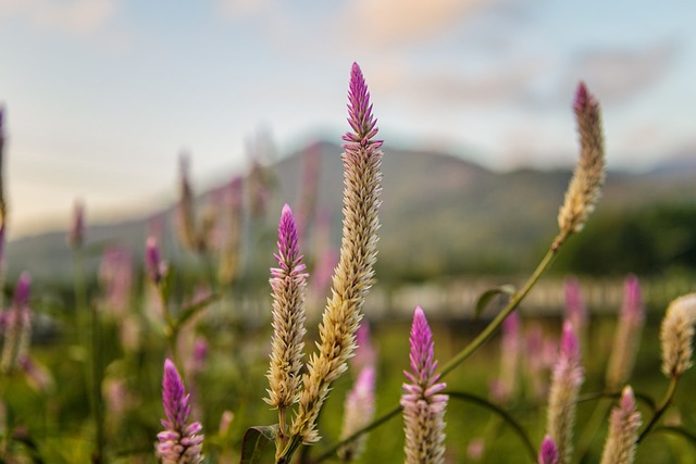 鸡冠花 自然 植物 - 上的免费照片