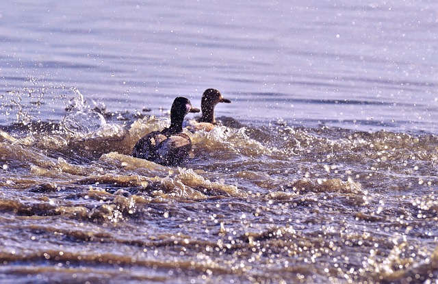 鸭子 跟踪 反叛 - 上的免费照片