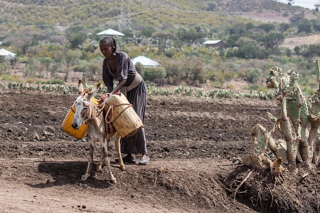 埃塞俄比亚 非洲 贫困 - 上的免费照片