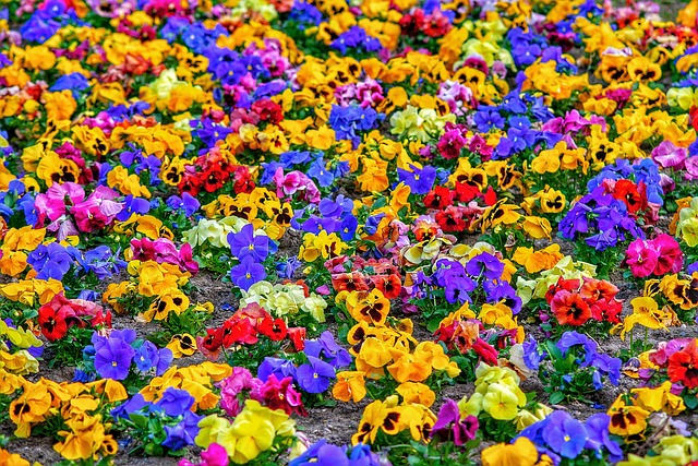 花朵 质地 Farben - 上的免费照片