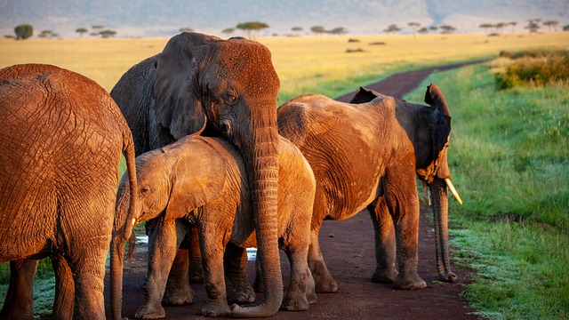 大象 群 母亲 - 上的免费照片