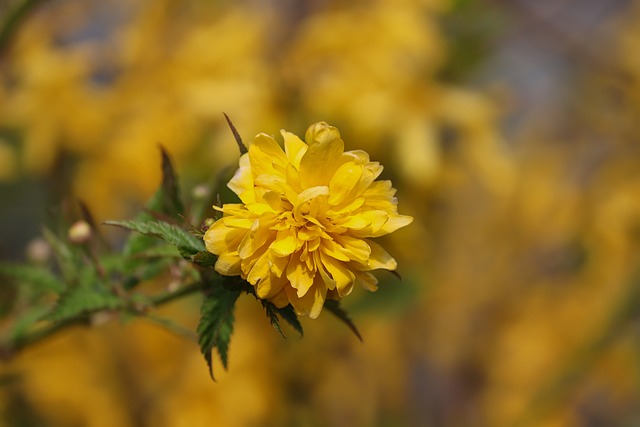 茛 开花 填充 - 上的免费照片