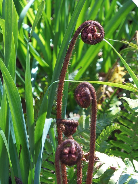 蕨类 小提琴头 叶子 - 上的免费照片