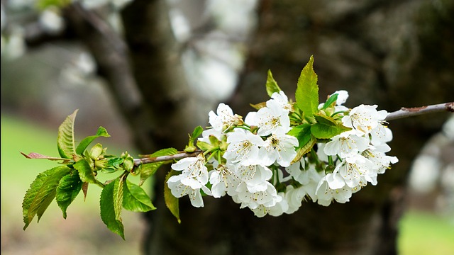 Hirschbirne 春天 梨 - 上的免费照片