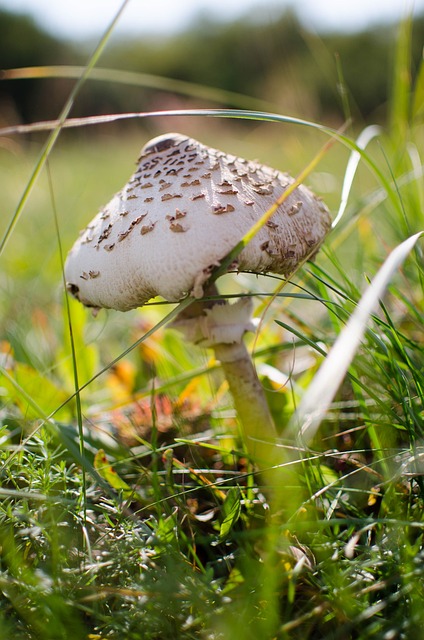 Macrolepiota Procera 遮阳伞菇 可口 - 上的免费照片
