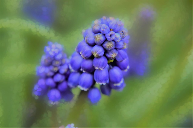 Muscari 花 植物 - 上的免费照片