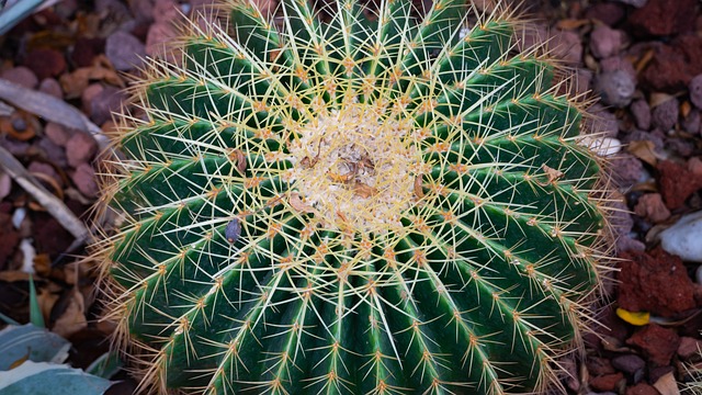 Prickly Pear Plant - 上的免费照片