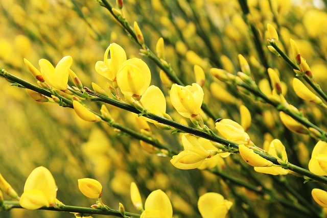 黄色 Cytisus Scoparius 苏格兰威士忌扫帚 - 上的免费照片