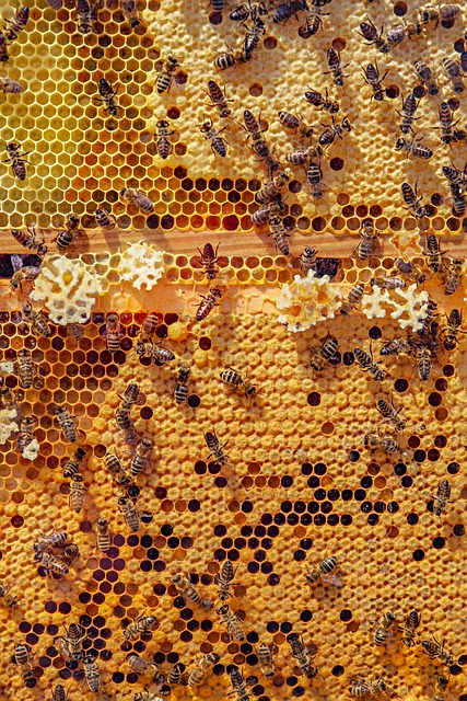 蜜蜂 昆虫 特写 - 上的免费照片