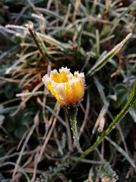 花 山 黄色 - 上的免费照片