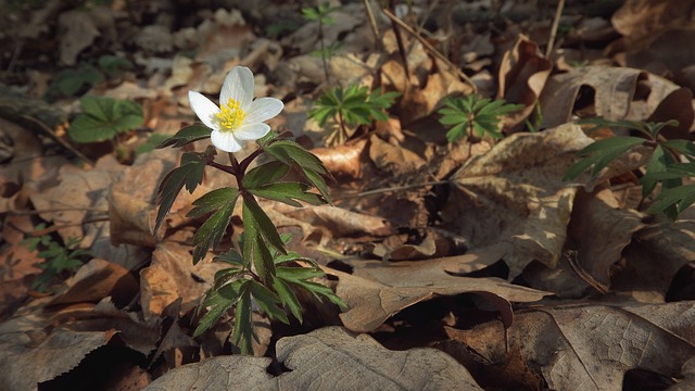 海葵Nemorosa 海葵 花落叶林 - 上的免费照片