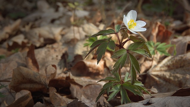 海葵Nemorosa 海葵 白莲花 - 上的免费照片