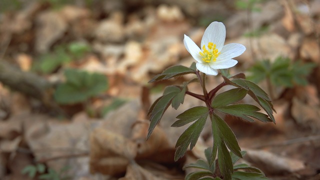 海葵Nemorosa 海葵 白莲花 - 上的免费照片