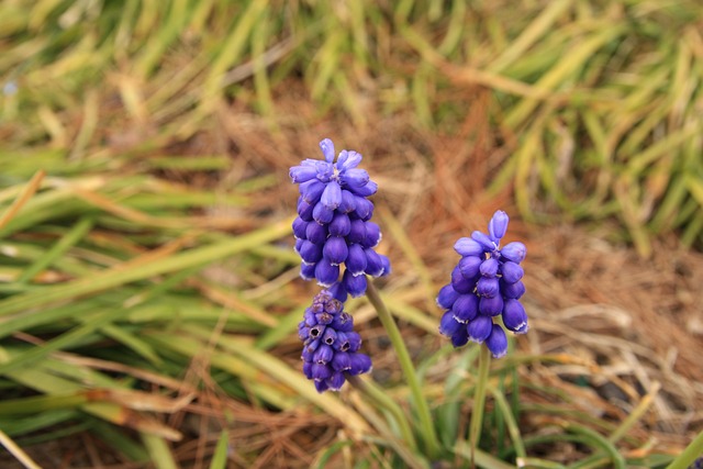 和马斯喀特 Muscari 花 - 上的免费照片