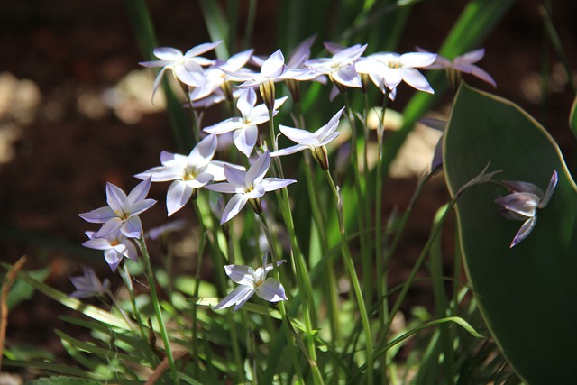 Ipheion 花 蓝色的 - 上的免费照片