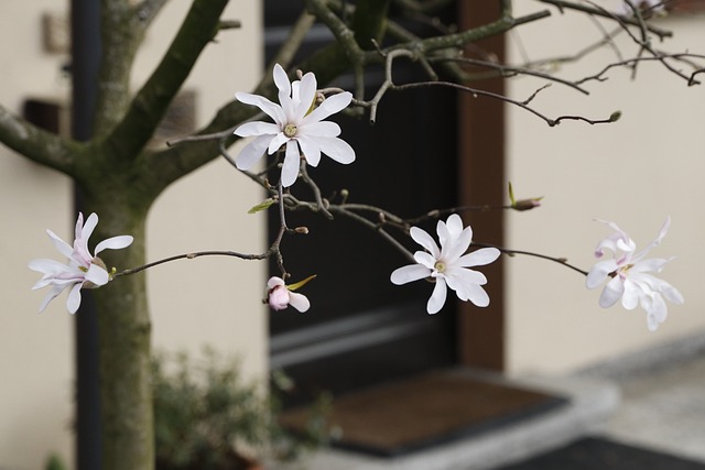 房子的门槛 玉兰 花朵 - 上的免费照片