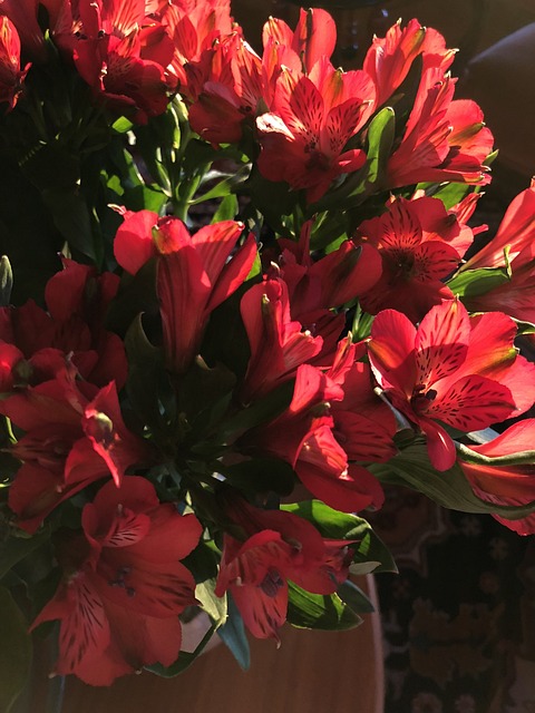 Alstroemeria 花朵 红色的 - 上的免费照片