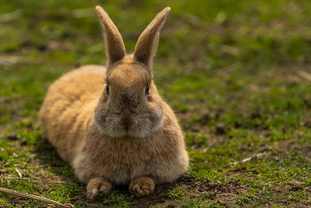 动物 野兔 兔子 - 上的免费照片