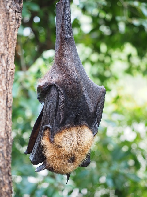 飞狗 翼足科 哺乳动物 - 上的免费照片