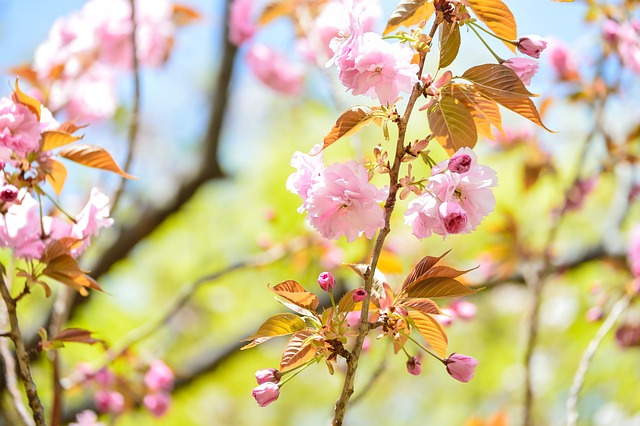 景观 自然 春天 - 上的免费照片
