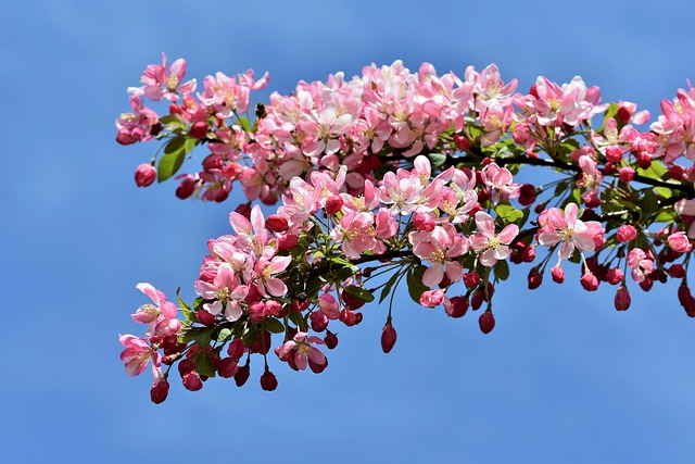 海棠树 点缀 观赏水果 - 上的免费照片